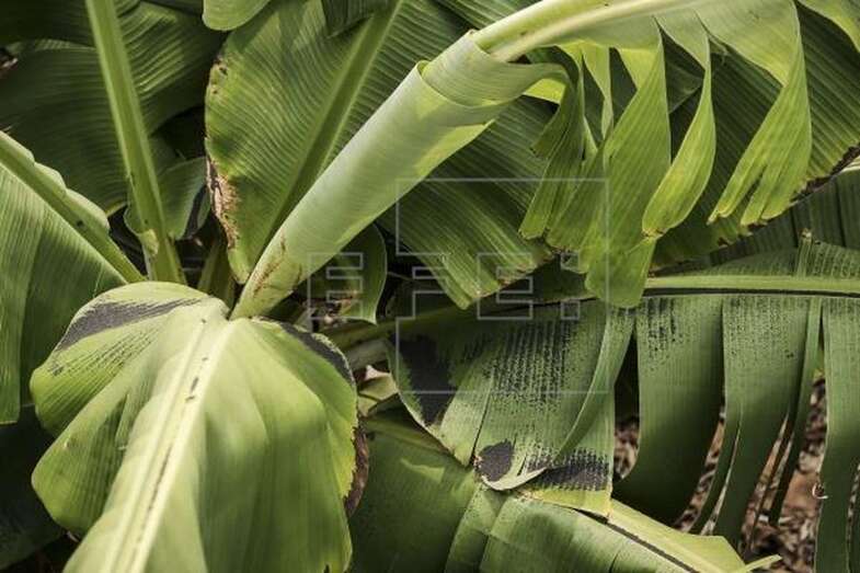 Una platanera cubierta de ceniza en la zona afectada por la erupción volcánica de La Palma / EFE Ángel Medina